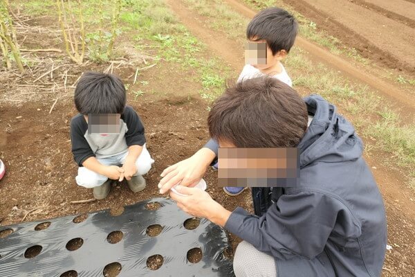 サニーレタス種まき
